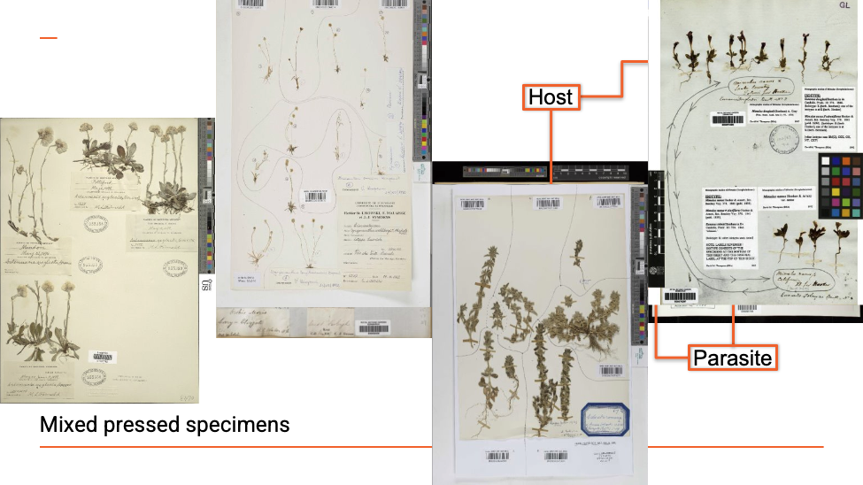An arrangement of pressed plant specimens on a powerpoint slide